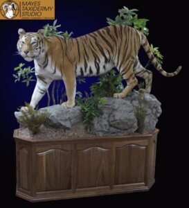tiger-1