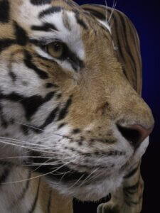 tiger-3