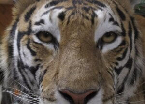 tiger-4