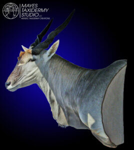 Eland wall pedestal copy