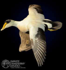IMG_1356 copy