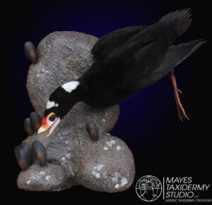 Surf Scoter 1 copy