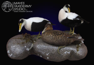 eiders1 copy