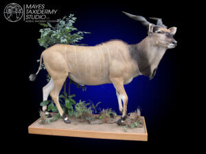 eland, giant ls_edited-3 copy