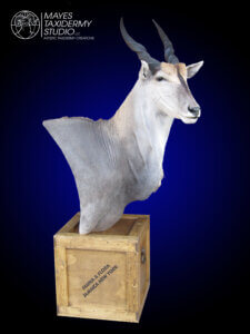 eland ped on crate_edited-2 copy