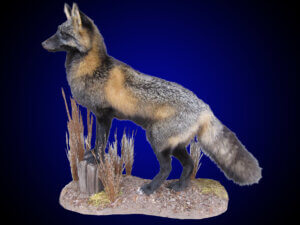 fox, cross edited-1_edited-1
