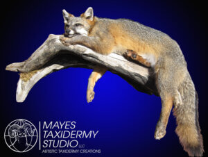 grey fox laying on log_edited-1 copy