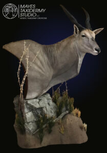 st. eland 1 copy