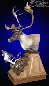 caribou with ptarmigan_edited-1 copy
