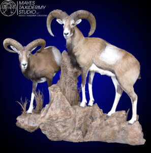 Copy of sheep red armen. LS_edited-3 copy