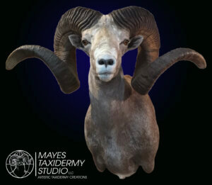 argali 4 copy