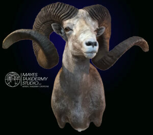 argali 5 copy