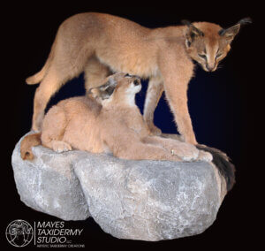 caracal 2_edited-2 copy