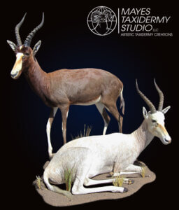 Blesbok Lifesize copy