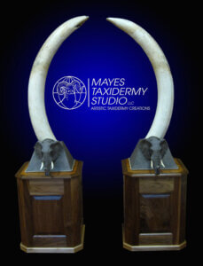 Elephant tusks floor pedestal mount, finished walnut with elephant head copy