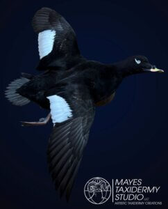 IMG_0354 copy