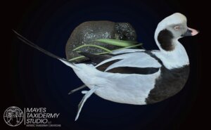 IMG_0366c copy