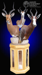 blesbok springbok bushbuck ped_edited-1 copy