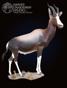 bontebok_edited-2 copy