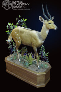 bushbuck LS 4 copy