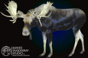 web moose ls copy