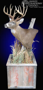 deer ped steve1_edited-1 copy